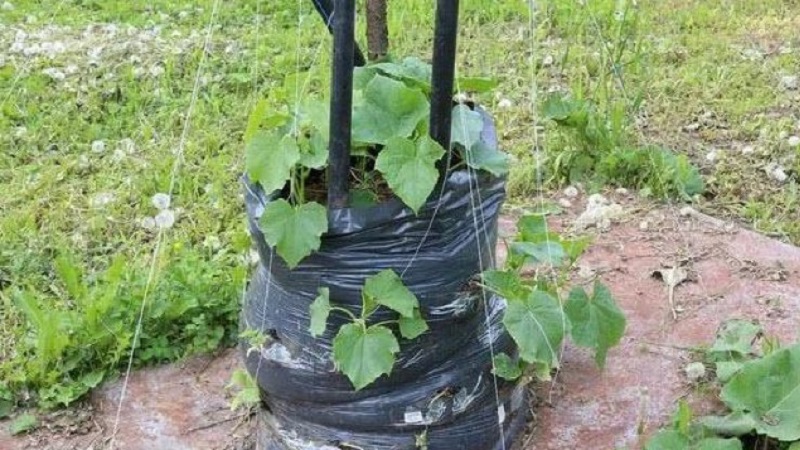 Instructions for growing bagged cucumbers: from preparing materials to harvesting the finished crop