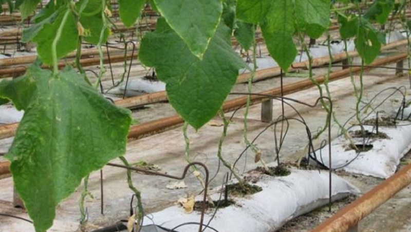 Instructions for growing bagged cucumbers: from preparing materials to harvesting the finished crop