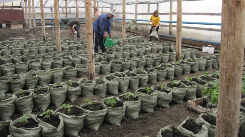 Instructions for growing bagged cucumbers: from preparing materials to harvesting the finished crop