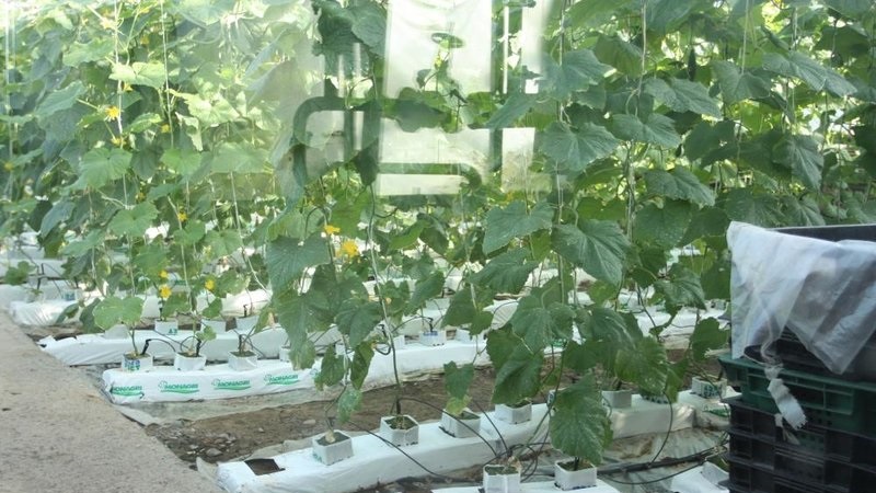 Instructions for growing bagged cucumbers: from preparing materials to harvesting the finished crop