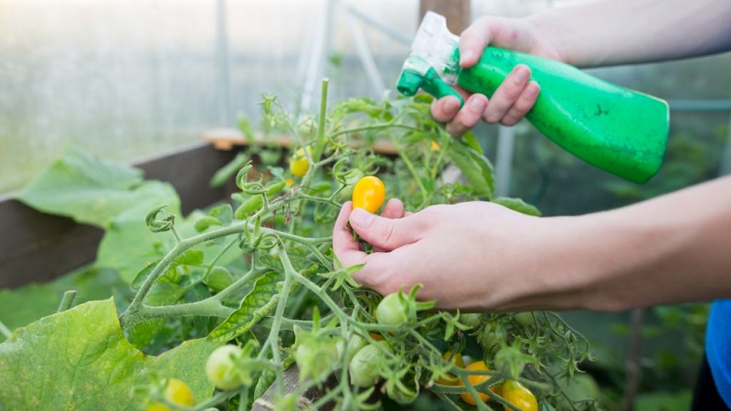 How and what to feed tomatoes during flowering and fruit setting to obtain a rich harvest of large tomatoes