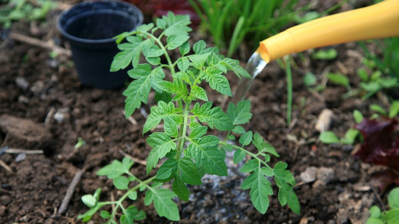 How and what to feed tomatoes during flowering and fruit setting to obtain a rich harvest of large tomatoes