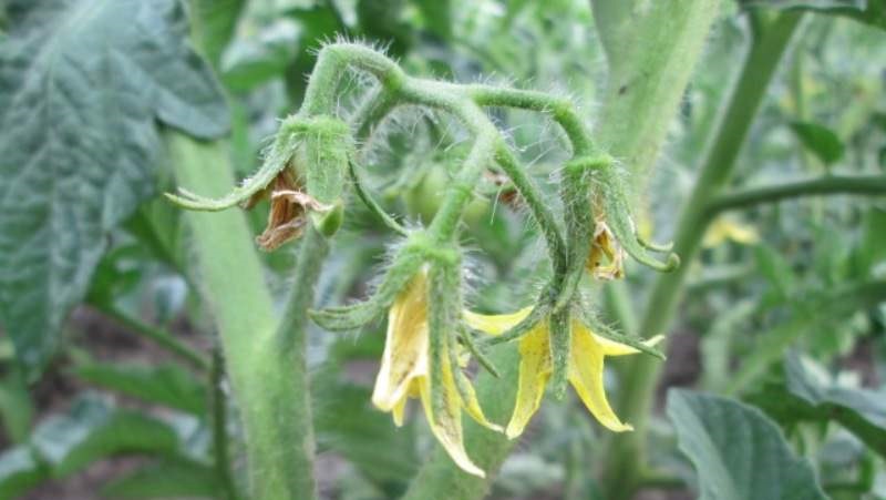How and what to feed tomatoes during flowering and fruit setting to obtain a rich harvest of large tomatoes