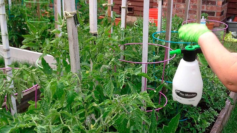 How and what to feed tomatoes during flowering and fruit setting to obtain a rich harvest of large tomatoes