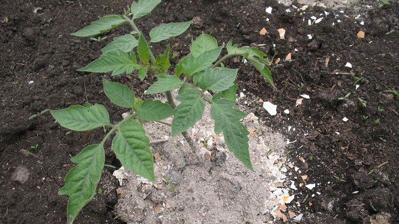 How and what to feed tomatoes during flowering and fruit setting to obtain a rich harvest of large tomatoes