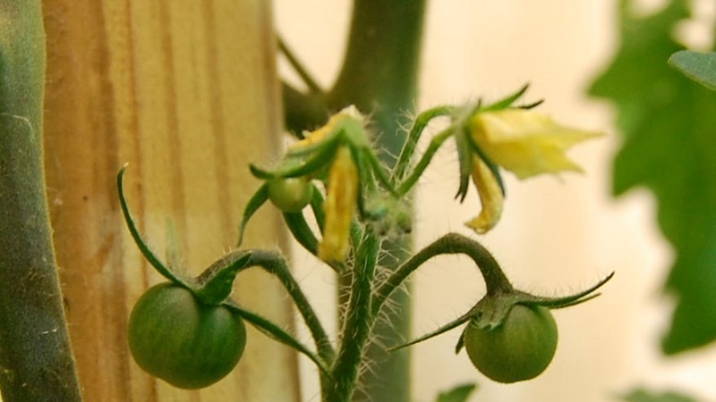 How and what to feed tomatoes during flowering and fruit setting to obtain a rich harvest of large tomatoes