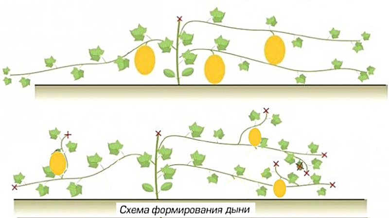 How and when to form a melon in the open field correctly