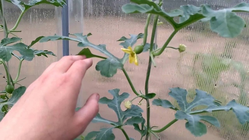 How and when to form a melon in the open field correctly