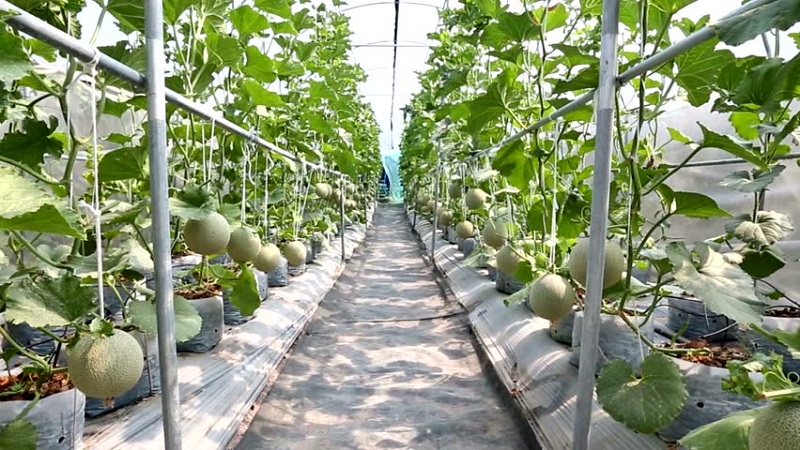 How and when to form a melon in the open field correctly