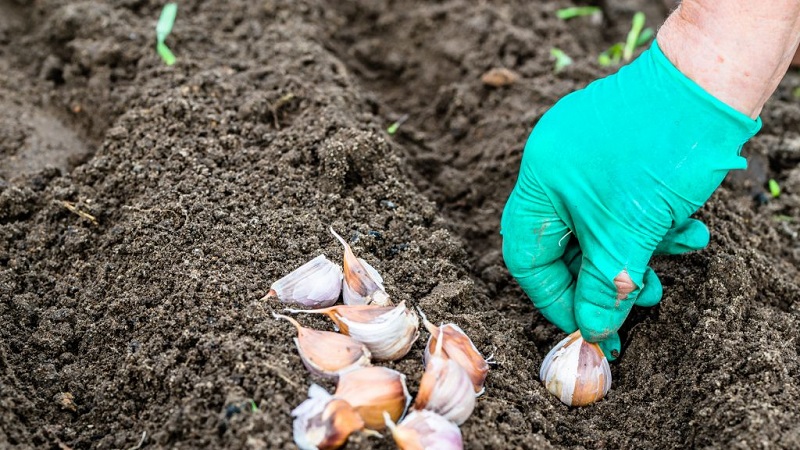How to properly plant garlic in spring