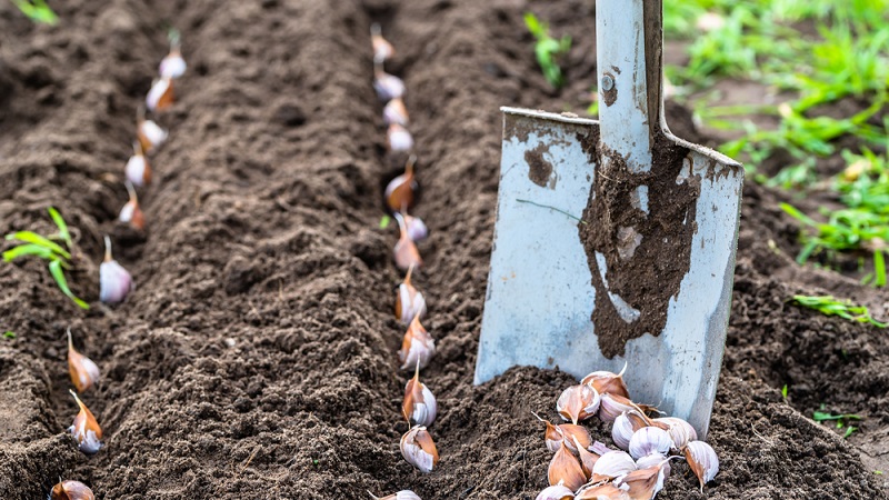 How to properly plant garlic in spring