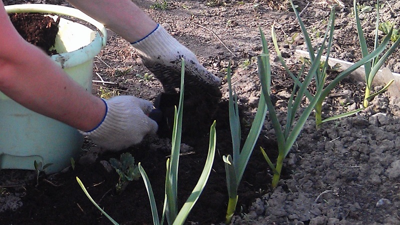 How to properly plant garlic in spring