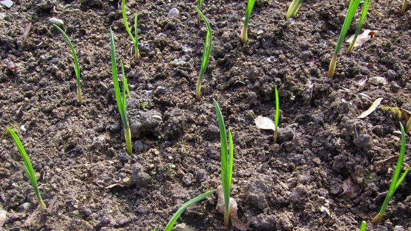 How to properly plant garlic in spring