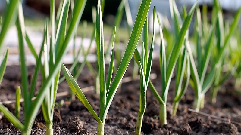 How to properly plant garlic in spring