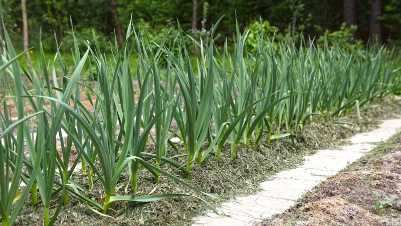 How to properly plant garlic in spring