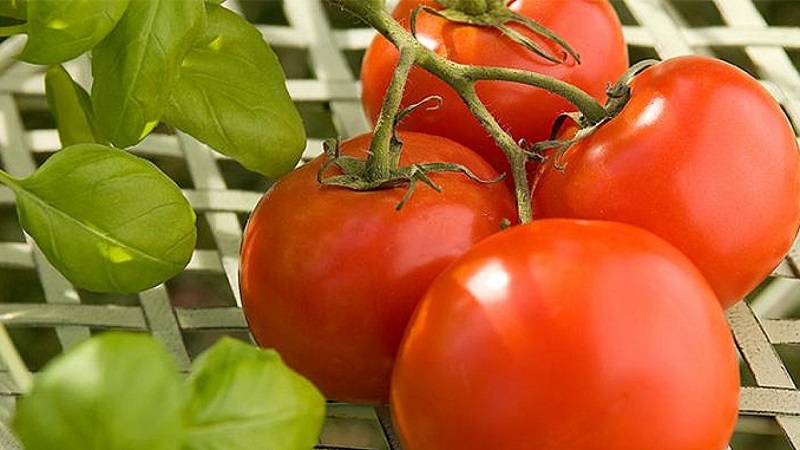 How to properly grow a tomato Maryina Roshcha: reviews, photos and the yield of an early ripe hybrid