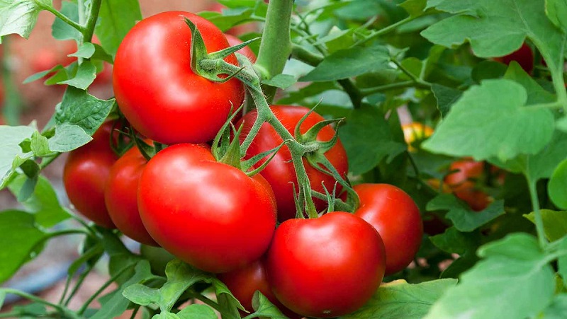 How to properly grow a tomato Maryina Roshcha: reviews, photos and the yield of an early ripe hybrid