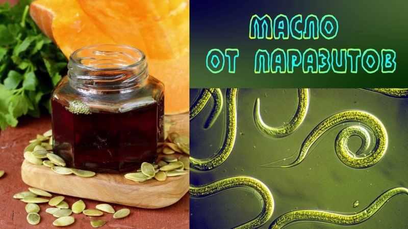 How to use pumpkin seed oil for worms and how effective it is: treatment of parasites with a popular folk method
