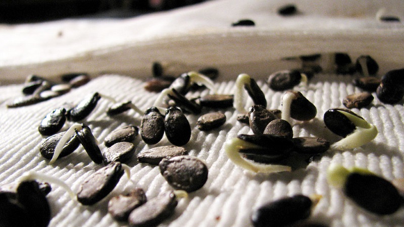 How to germinate watermelon seeds correctly and what to do next with the finished planting material