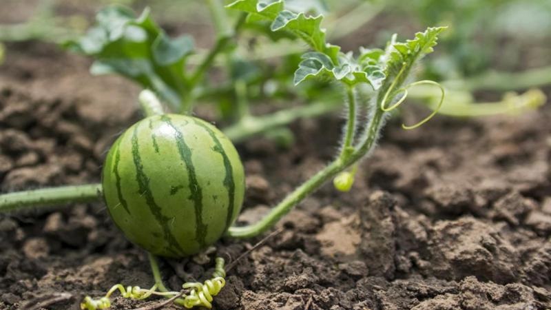 How to germinate watermelon seeds correctly and what to do next with the finished planting material