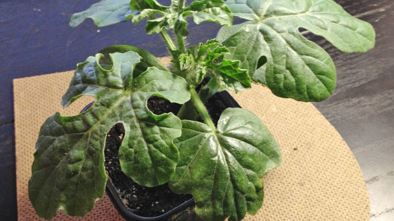 How to germinate watermelon seeds correctly and what to do next with the finished planting material
