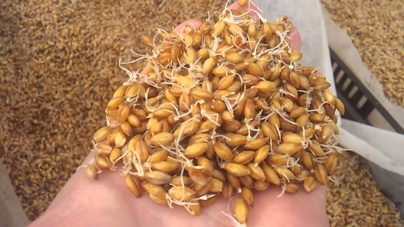 How to germinate barley at home and what is it for