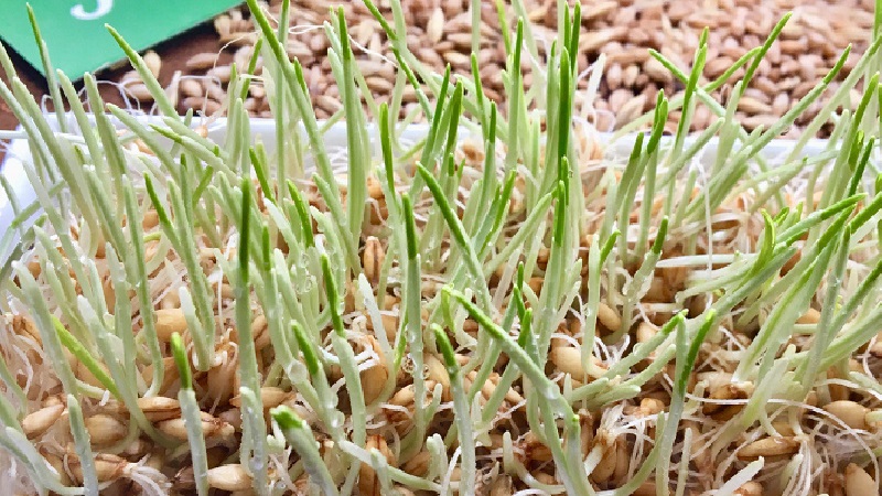 How to germinate barley at home and what is it for