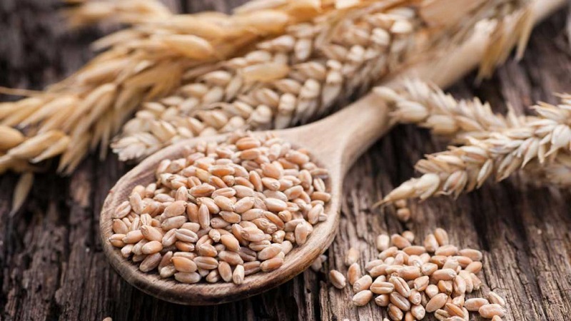 What are the differences between wheat, rye, oats and barley: photo and comparative characteristics