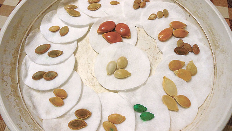 How to choose and prepare pumpkin seeds for planting, and then grow an excellent harvest from them