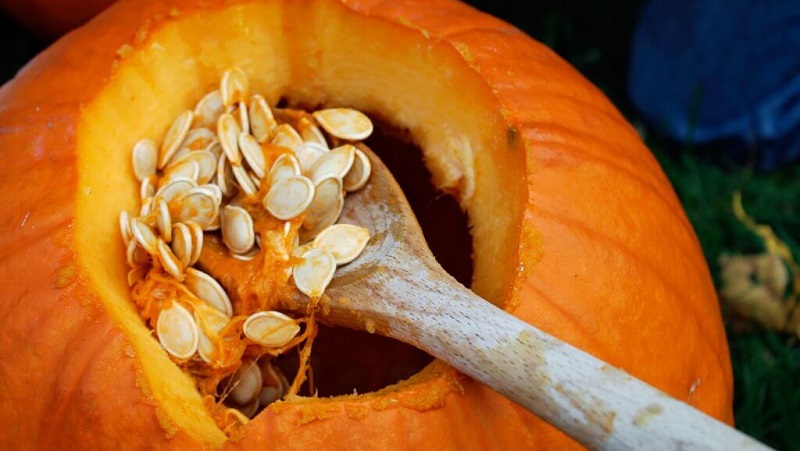How to choose and prepare pumpkin seeds for planting, and then grow an excellent harvest from them