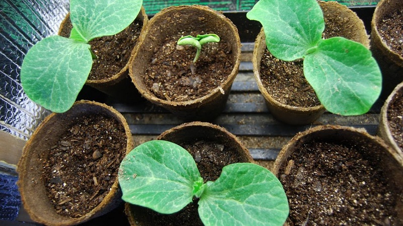 How to choose and prepare pumpkin seeds for planting, and then grow an excellent harvest from them