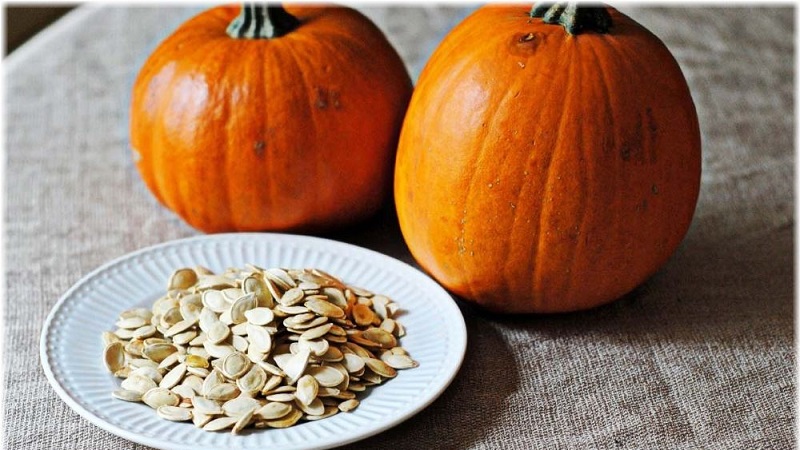 How to choose and prepare pumpkin seeds for planting, and then grow an excellent harvest from them