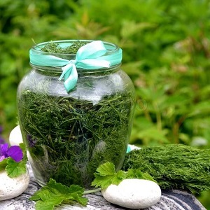How to salt dill for the winter in jars: simple recipes from experienced housewives