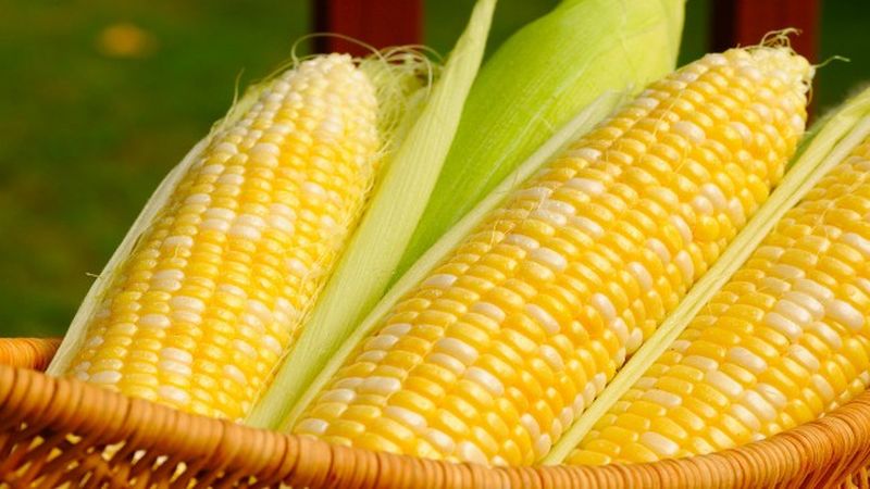 Calorie content of corn and features of its composition: vitamins, minerals and useful properties of the queen of the fields