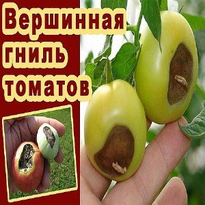 A budget tool that experienced gardeners treat tomatoes: calcium nitrate for top rot
