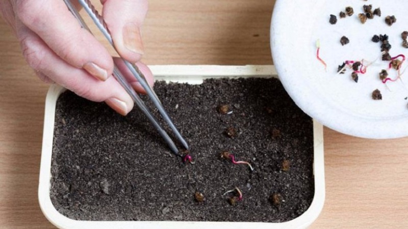 When and how to plant beets with seeds: step by step instructions for beginner gardeners