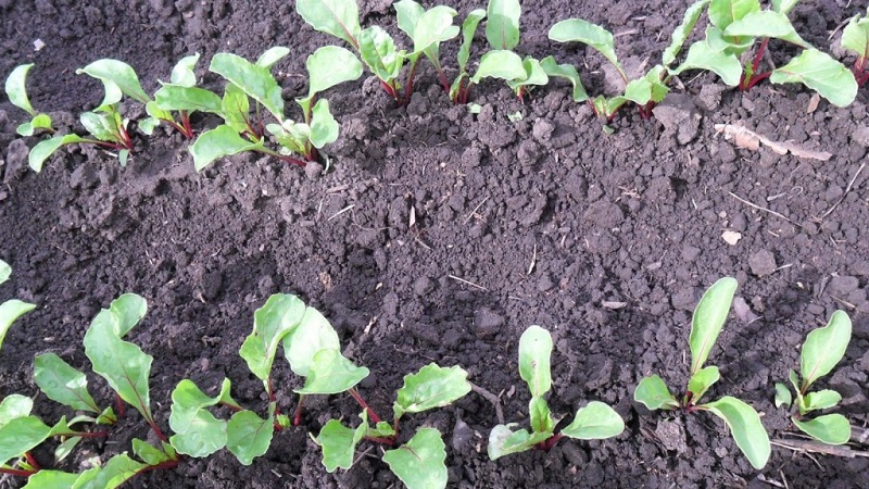 When and how to plant beets with seeds: step by step instructions for beginner gardeners