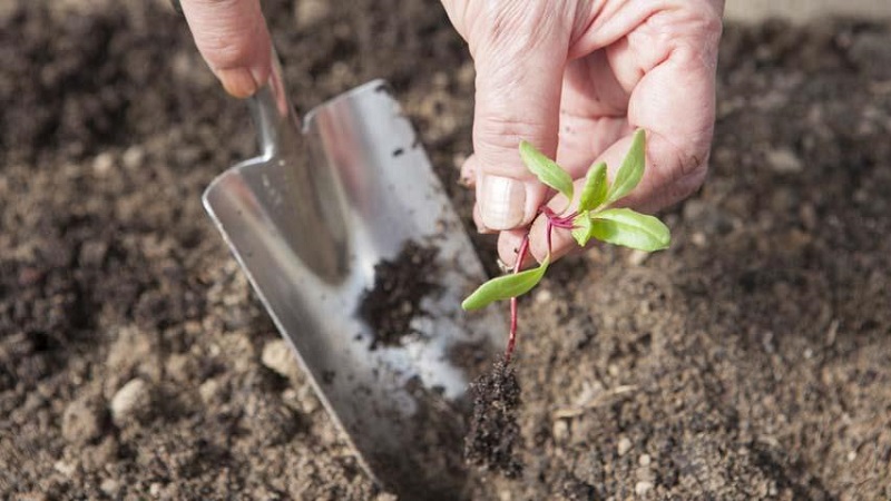 When and how to plant beets with seeds: step by step instructions for beginner gardeners