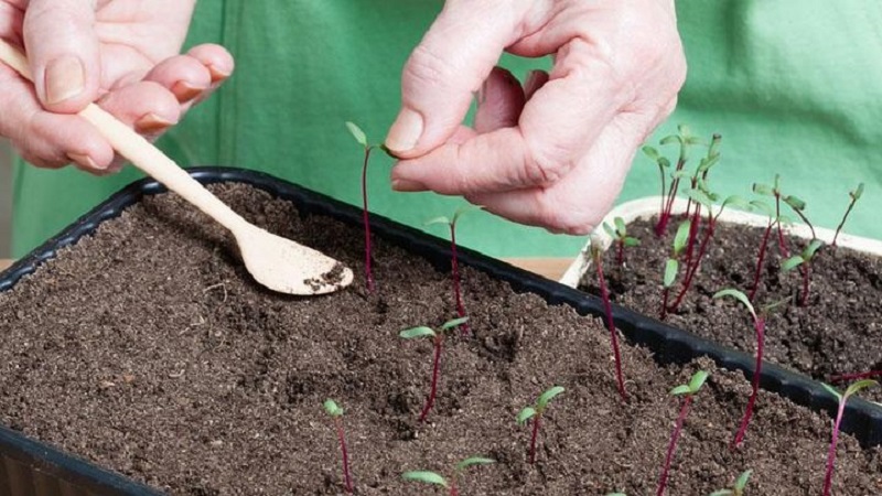 When and how to plant beets with seeds: step by step instructions for beginner gardeners