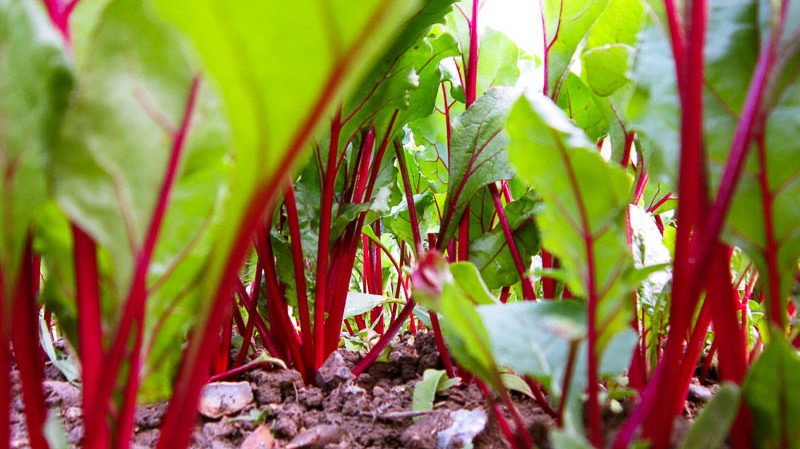 When and how to plant beets with seeds: step by step instructions for beginner gardeners