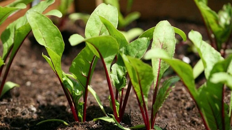 When and how to plant beets with seeds: step by step instructions for beginner gardeners