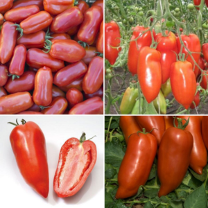 Unusual tomato with juicy pulp and excellent taste - Cornabel f1