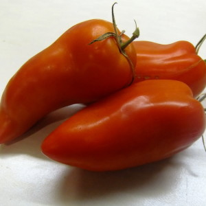 Unusual tomato with juicy pulp and excellent taste - Cornabel f1