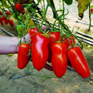 Unusual tomato with juicy pulp and excellent taste - Cornabel f1