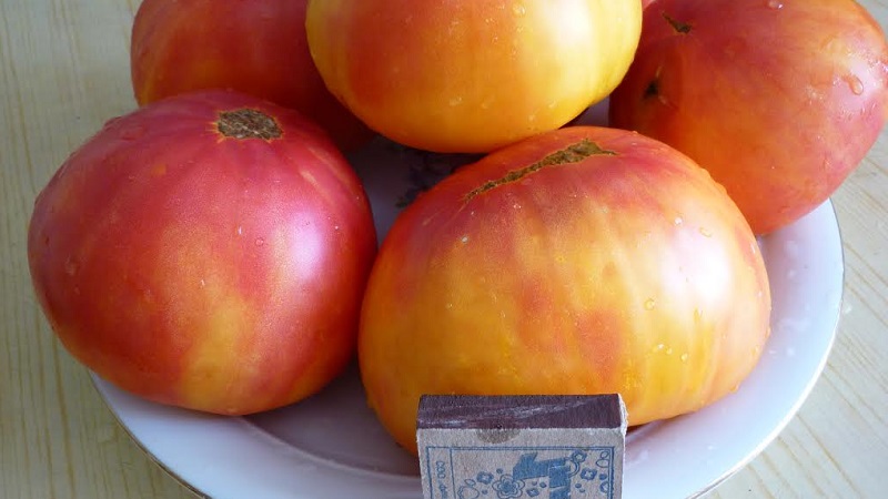 Large-fruited variety, from which summer residents are delighted - tomato Riddle of nature
