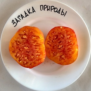 Large-fruited variety, from which summer residents are delighted - tomato Riddle of nature