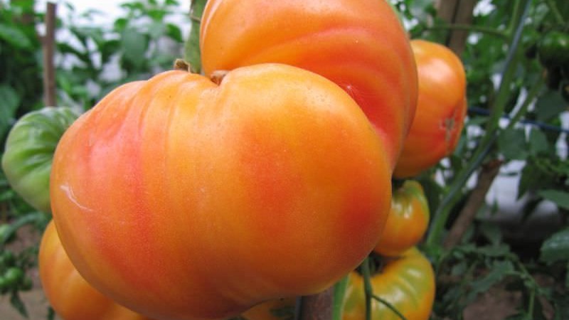Large-fruited variety, from which summer residents are delighted - tomato Riddle of nature