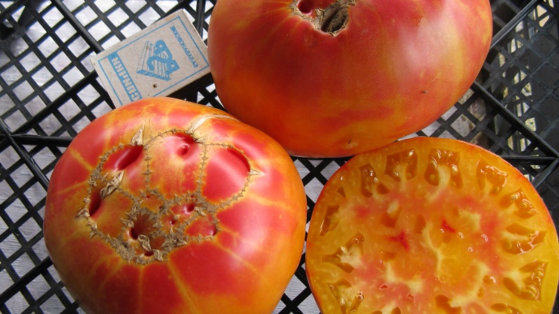 Large-fruited variety, from which summer residents are delighted - tomato Riddle of nature