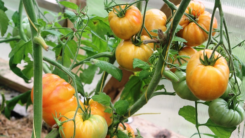 Large-fruited variety, from which summer residents are delighted - tomato Riddle of nature