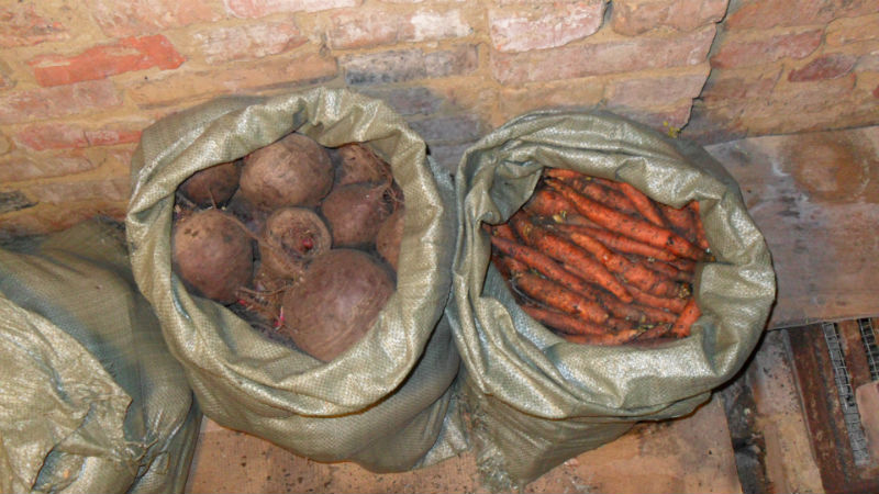 The best ways to store beets: choosing the right one and protecting the crop from spoilage